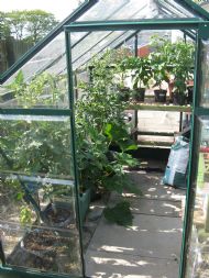 Community Greenhouse July 2010